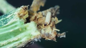 Vigilance A Must To Squelch Squash Vine Borer