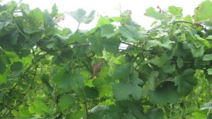 New Alternative To Hedging Could Be A Canopy Management Game-Changer