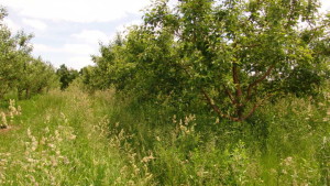 Stay A Step Ahead Of Weeds