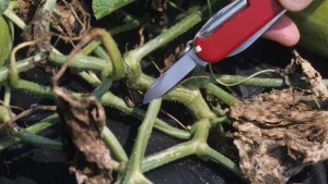 Win The War Against Bacterial Wilt Of Cucurbits