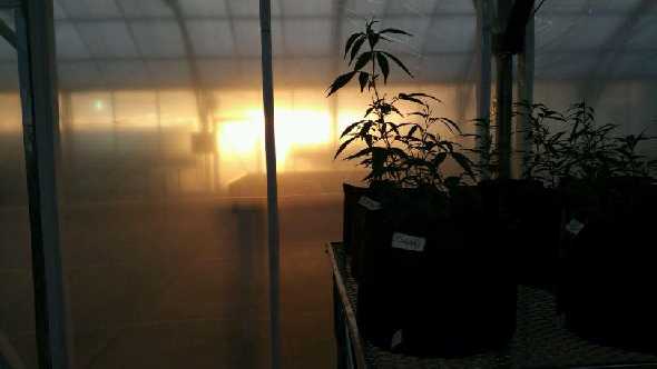 Florida Still Playing Medical Marijuana Waiting Game