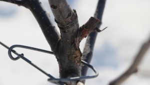 Don’t Neglect Overwintering Fire Blight Cankers