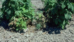 Rainy Weather Causing High Risk For Phytopthora In Berries