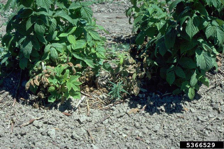 Rainy Weather Causing High Risk For Phytopthora In Berries