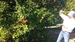 Priority High On Producing Proprietary Citrus Varieties