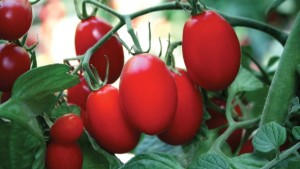 GSPP Accreditation Enables Sakata Seed America To Offer GSPP-Certified Tomato Varieties
