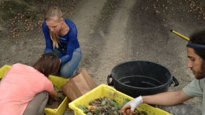Walnut Nitrogen Budgeting Critical