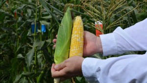 All Ears At Abbott & Cobb Florida Sweet Corn Demo
