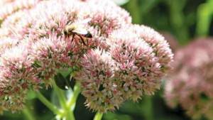 Research Project Puts Priority On Pollination