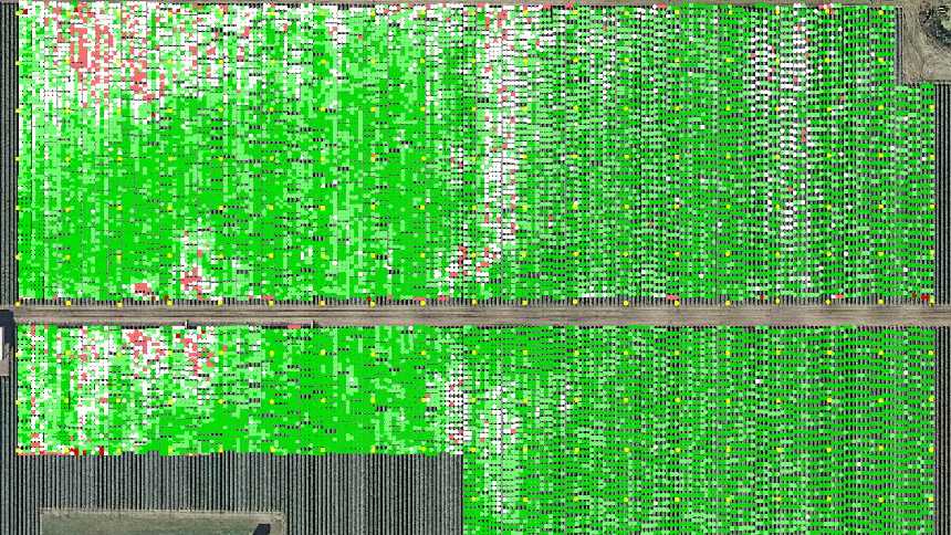 Maximizing Nematode Management In Vegetables
