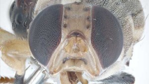 Florida Growers Feeling Bugged To Death — And For Good Reason [Opinion]