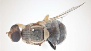 Los Angeles County Under Quarantine Following Guava Fruit Fly Find