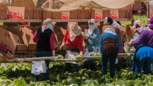 Presenting American Vegetable Grower’s 2016 Product Guide