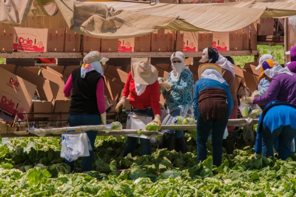 Presenting American Vegetable Grower’s 2016 Product Guide