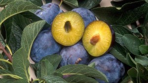Yeasts Found On Plum Surfaces May Protect Against Pathogens