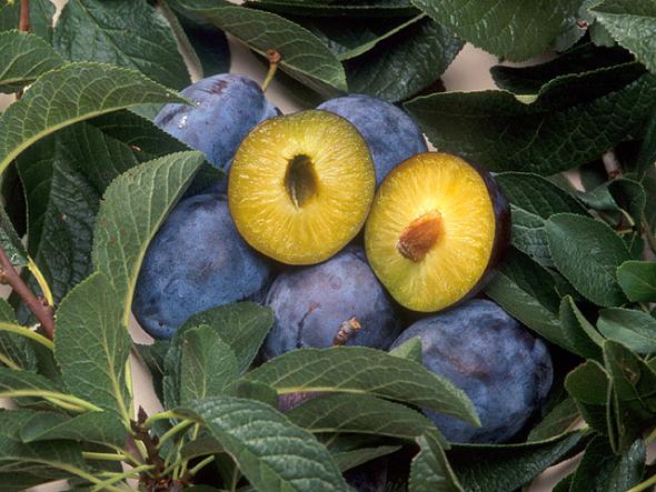 Yeasts Found On Plum Surfaces May Protect Against Pathogens