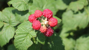 Washington Berry Grower Accused Of Illegal Irrigation Appeals Fines