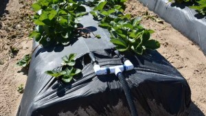 There’s More Than One Way To Nix Nematodes