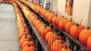 Pumpkin Shortage Expected?