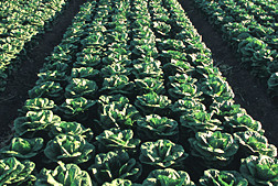 Lettuce Disease Gives E. Coli A Boost