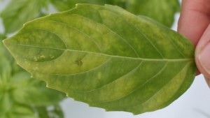 Red Lights Slow Down Growth Of Downy Mildew On Basil