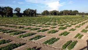 Groundbreaking Peanut Research Coming Out Of Its Shell In Florida