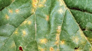 Early Infection Of Downy Mildew Confirmed In Michigan Cucumbers