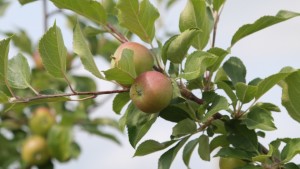 Pennsylvania State Horticulture Association And Apple Growers Fund Housing For Graduate Students