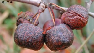 Research Is Vital To Keep Asian Apple Export Markets Open