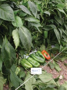 GVS 4007 F1 Hybrid