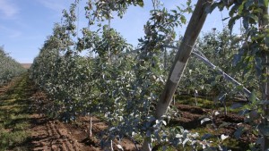 Pests, Diseases in Organic Growing the topic of Washington State University Fruit School