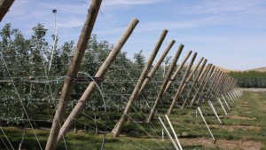 A Reckoning for Washington State Agriculture