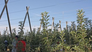 Washington Apple Commission Elects New Leaders