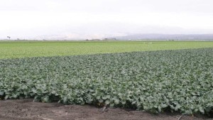 Use Broccoli Rotations To Reduce Disease And Minimize Leaching