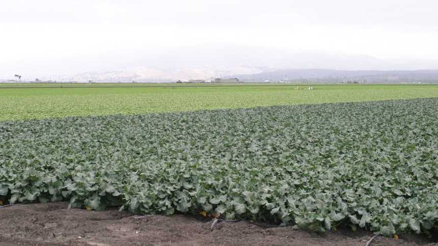 Use Broccoli Rotations To Reduce Disease And Minimize Leaching