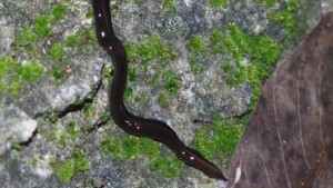 South Florida’s Newest Pest Has Significant Ooze Factor