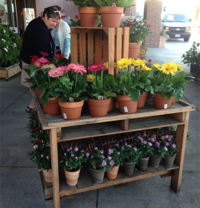 3. A Pallet Bench Elevated With Good Construction