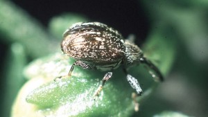 Study Shows Unique Pest Control Approach Could Help Tame Pepper Weevil