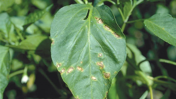 Integrated Approach Needed for Bacterial Spot of Pepper