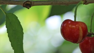 Natural Product Helps Prevent Cherry Cracking