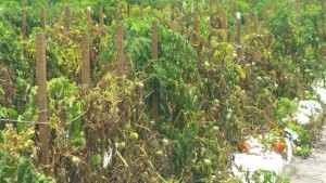 Growers, Scientists Setting Sights On Soilborne Disease