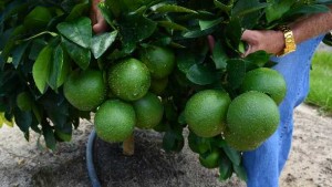 Emergency Exemption OK’d For FireWall 50 WP To Combat Canker On Florida Grapefruit