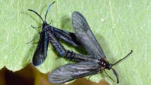 New Winegrape Pest Found In California
