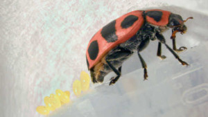 New Egg Cage System Could Increase Ladybug’s Biocontrol Prospects