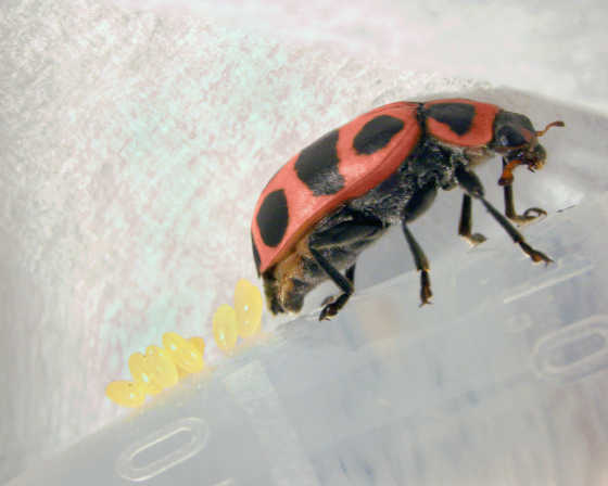 New Egg Cage System Could Increase Ladybug’s Biocontrol Prospects