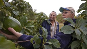 Can a Supercomputer Help Save Florida Avocados?