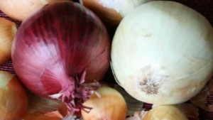 Interview With Hazera Global Onion Product Manager