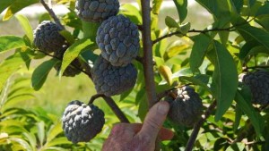 Sugar Apple Emerges As Tempting Treat For Florida Growers