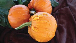 11 Pumpkin And Squash Varieties