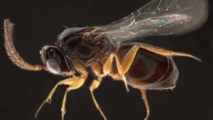 Online Help In Determining ID Of Small Parasitic Wasps